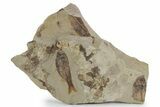 Fossil Fish (Gosiutichthys) Mortality Plate - Wyoming #357165-1